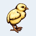 Chick. Vector drawing Royalty Free Stock Photo