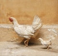 Chick walk follow mother Royalty Free Stock Photo