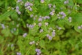 Chick weed, invasive broadleaf weed in agricuture field