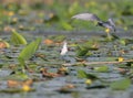 A chick whiskered tern meets joyfully with a parent with a feed