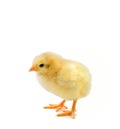 Chick on white Royalty Free Stock Photo