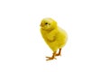 Chick on a white background