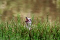 A chick of a wild great black-backed gull Royalty Free Stock Photo