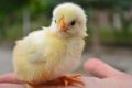 The chick will grow the chicken .