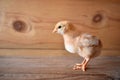 A chick on wood with a wooden background