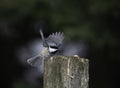 Chickadee Gets Ready For Take Off