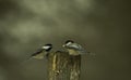 Two Chickadees On A Wooden Post Royalty Free Stock Photo