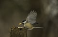 Chickadee Takes The Peanut From Among The Seed