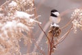Chickadee in snow covered flowers Royalty Free Stock Photo