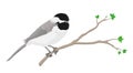 Chickadee