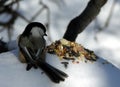 Chickadee 3