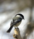 Chickadee 5