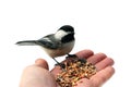 Chickadee