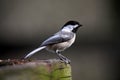 Chickadee bird