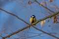 Chickadee bird with blue sky background in winter cold morning