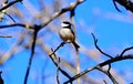 A Chickadee bird on a branch. Royalty Free Stock Photo