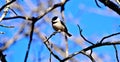 A Chickadee bird on a branch. Royalty Free Stock Photo