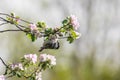 Chickadee bird on the branch of tree with bloom