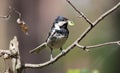 The chickadee bird brought food to its chicks Royalty Free Stock Photo