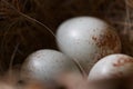 Pájaro huevos en nido 