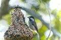 Chickadee on bird feeder Royalty Free Stock Photo