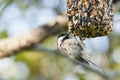 Chickadee on bird feeder Royalty Free Stock Photo