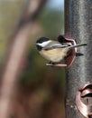 Chickadee at bird feeder Royalty Free Stock Photo