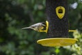 Chickadee at a Bird Feeder Royalty Free Stock Photo