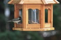 Chickadee on bird feeder Royalty Free Stock Photo