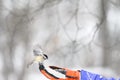 Chickadee bird landing on woman`s glove for food during a heavy snowing