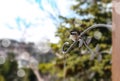 Chickadee bird