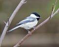 Chickadee Photo and Image. Perched on a branch with a blur background habitat surrounding and environment displaying feather