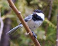 Chickadee Photo and Image. Perched on a branch with a blur background habitat surrounding and environment displaying feather