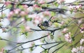 Chickadee bird sits in a spring garden on the flowering branches of an Apple tree on a Sunny day