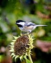 Chickadee bird sunflower tit family