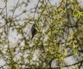 Chickadee bird on tree in spring sunny day