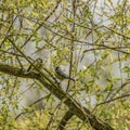 Chickadee bird on tree in spring sunny day