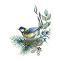 Chickadee bird winter floral arrangement watercolor illustration. Hand drawn natural decor with tit bird, pine, eucalyptus leaves.