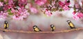 Chickadee birds sit in the spring sunny garden on the branches apple trees with pink flowers Royalty Free Stock Photo