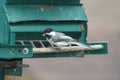 Chickadee, Black Capped Poecile atricapillus Royalty Free Stock Photo