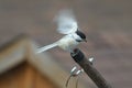 Chickadee, Black Capped Poecile atricapillus Royalty Free Stock Photo
