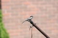 Chickadee, Black Capped Poecile atricapillus Royalty Free Stock Photo