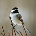 Chickadee black capped, Poecile atricapillus, perched on twigs Royalty Free Stock Photo