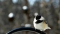 Chickadee black capped, Poecile atricapillus, single bird perched on metal pole.