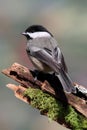 Chickadee on a Branch