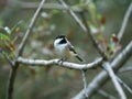 Chickadee on a branch during the evening