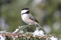 Chickadee on a branch with snow Royalty Free Stock Photo