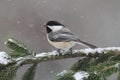 Chickadee on a branch with snow Royalty Free Stock Photo