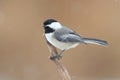 Chickadee on a branch with snow