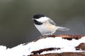 Chickadee on a branch with snow Royalty Free Stock Photo